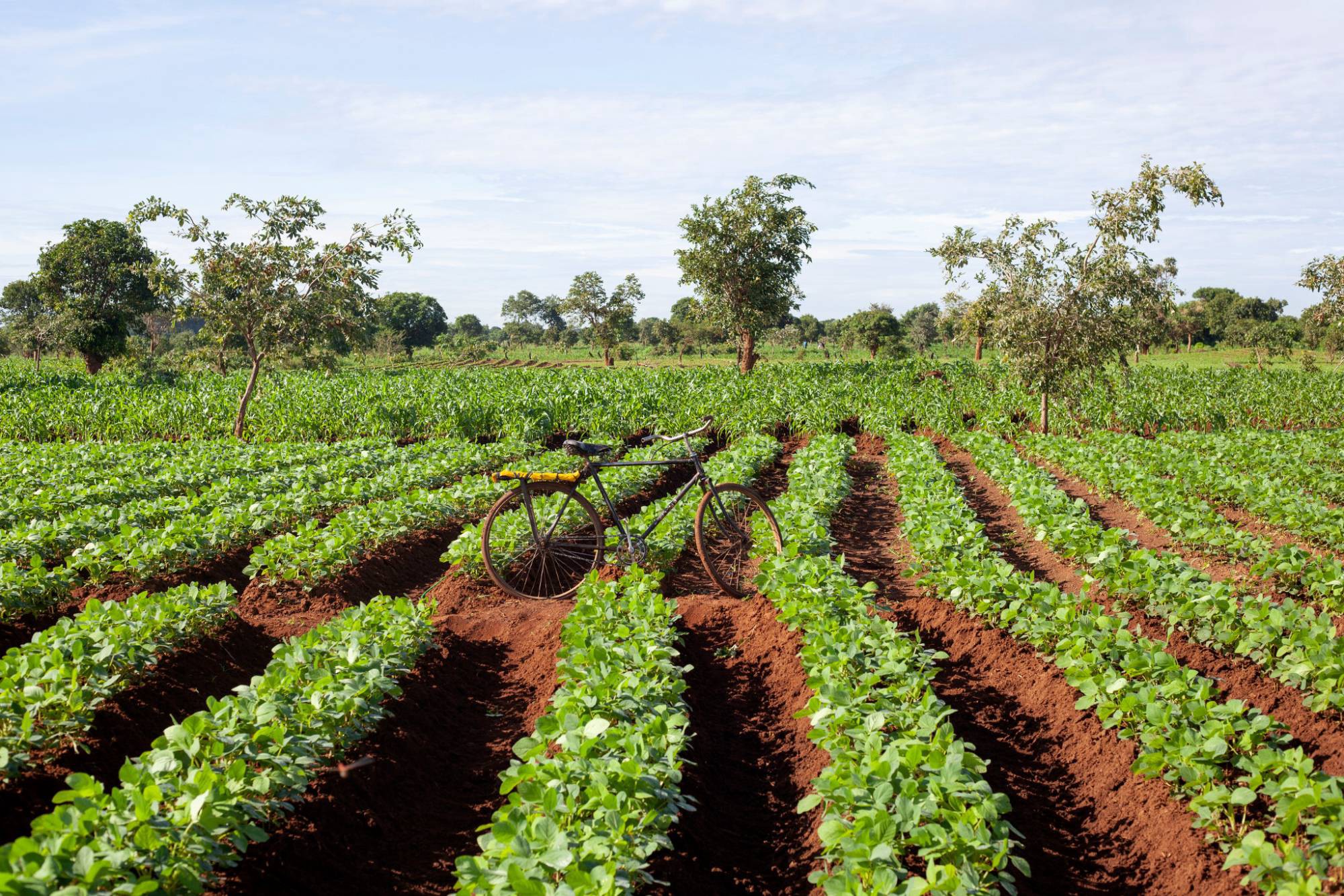 Invest in African Agriculture: Opportunities, Trends, and Challenges